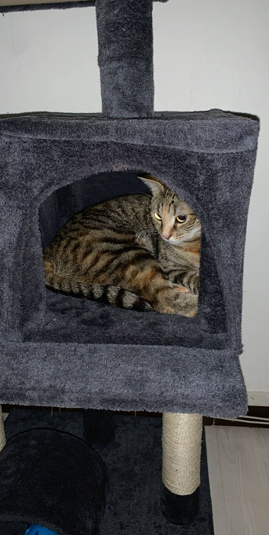 Nala participe au concours pour gagner de l'argent avec cette photo : asian, bengal, california_spangled, carnivore, cat, domestic_short_haired_cat, dragon_li, european_shorthair, felidae, ocicat, small_to_medium_sized_cats, tabby_cat, toyger, whiskers, wild_cat