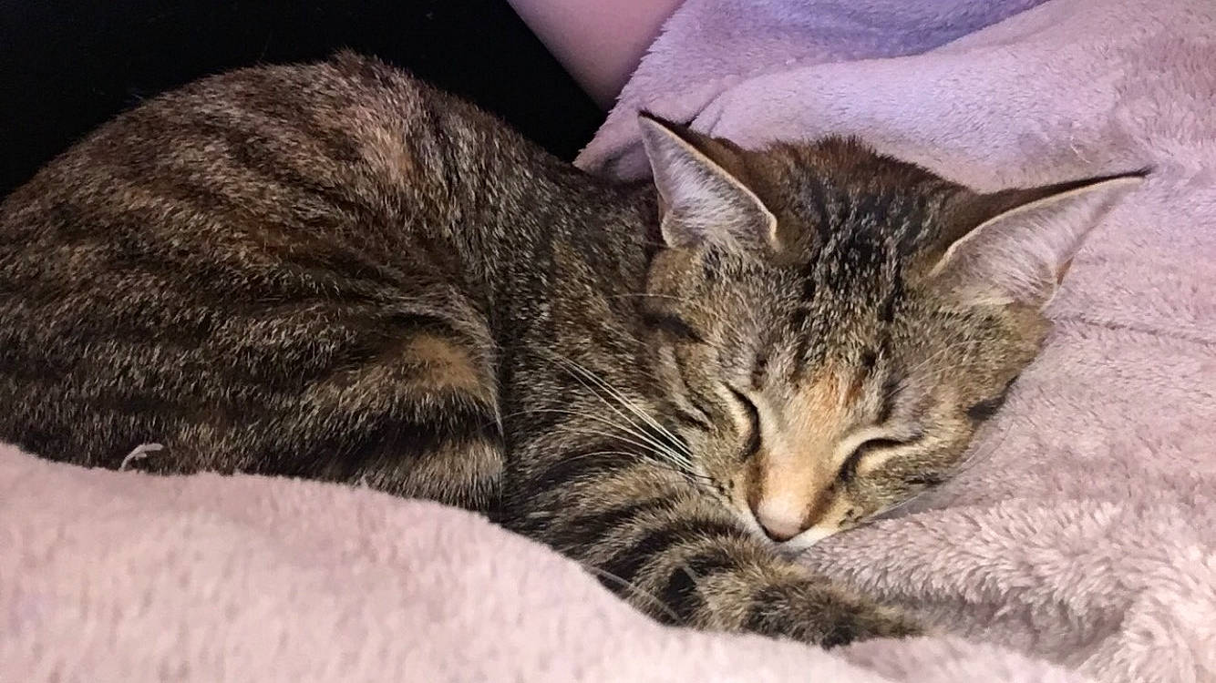 Nala participe au concours pour gagner de l'argent avec cette photo : asian, australian_mist, california_spangled, carnivore, cat, domestic_short_haired_cat, dragon_li, european_shorthair, felidae, kitten, mammal, nap, pixie_bob, sleep, small_to_medium_sized_cats, snout, tabby_cat, vertebrate, whiskers, wild_cat