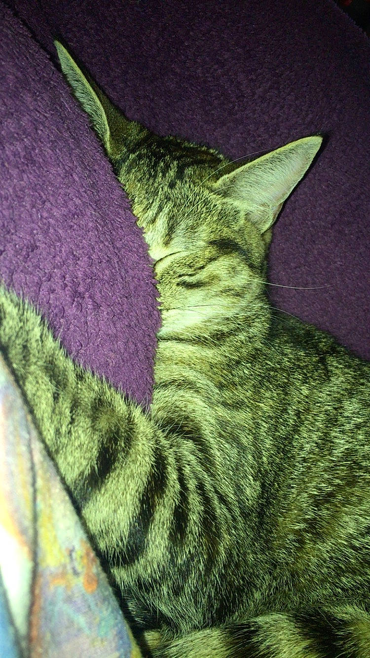 Nala participe au concours pour gagner de l'argent avec cette photo : asian, california_spangled, carnivore, cat, chausie, domestic_short_haired_cat, dragon_li, european_shorthair, felidae, green, plant, small_to_medium_sized_cats, snout, tabby_cat, tail, whiskers