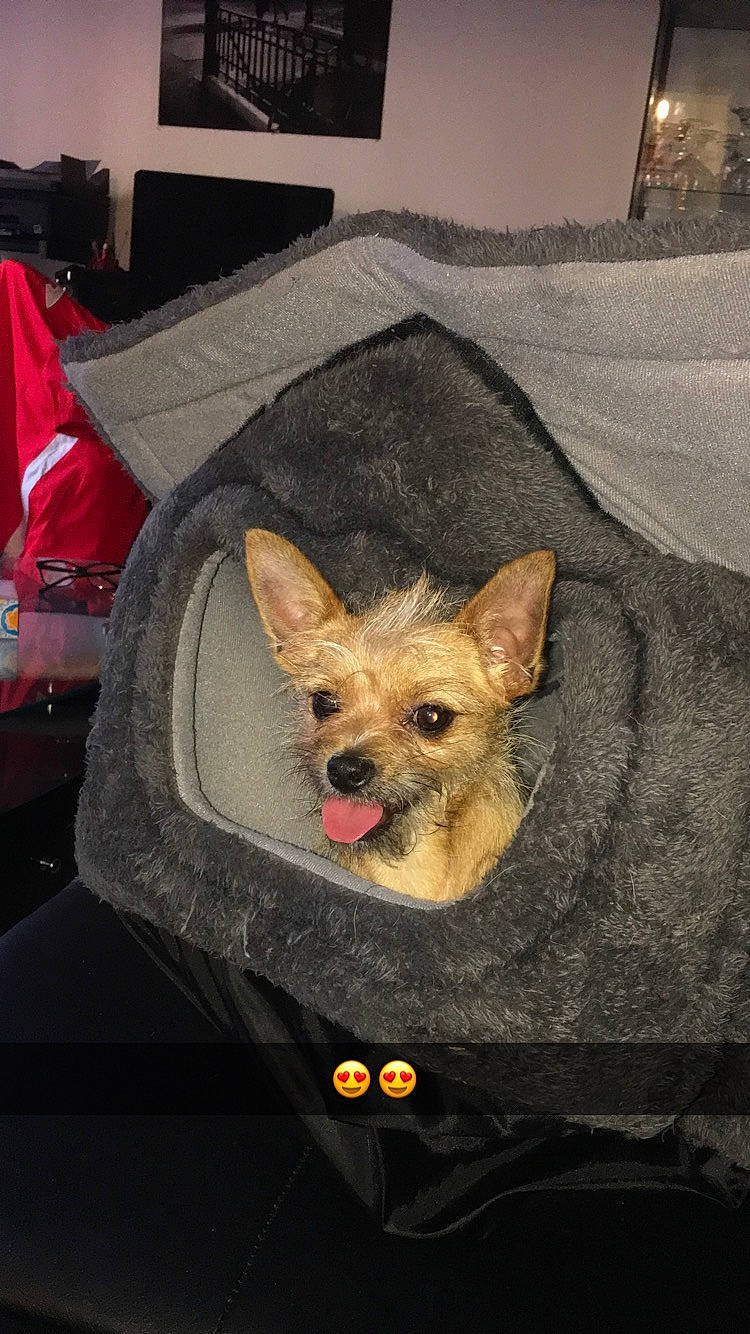 Noucky a rejoint le concours — aidez-le/la à gagner de superbes lots ! australian_terrier, cairn_terrier, canidae, carnivore, chihuahua, companion_dog, dog, dog_breed, ear, fawn, mammal, norwich_terrier, pembroke_welsh_corgi, puppy, snout, toy_dog, vertebrate, welsh_corgi, yorkshire_terrier