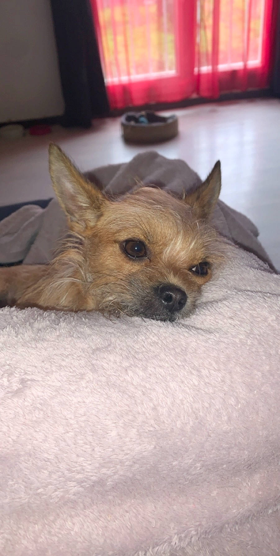 Noucky a rejoint le concours — aidez-le/la à gagner de superbes lots ! border_terrier, cairn_terrier, canidae, carnivore, chihuahua, companion_dog, dog, dog_breed, fawn, mammal, norwich_terrier, puppy, rare_breed_dog, snout, toy_dog, vertebrate