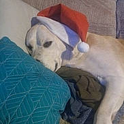 Trouble joined the competition — help win amazing prizes! dog, sleeping, santa_hat, couch, pillow, indoor, pet, resting, cozy, holiday, fabric, furniture, relaxed, animal, canine, blanket, comfort, home, nap, christmas