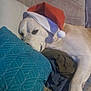 dog, sleeping, santa_hat, couch, pillow, indoor, pet, resting, cozy, holiday, fabric, furniture, relaxed, animal, canine, blanket, comfort, home, nap, christmas