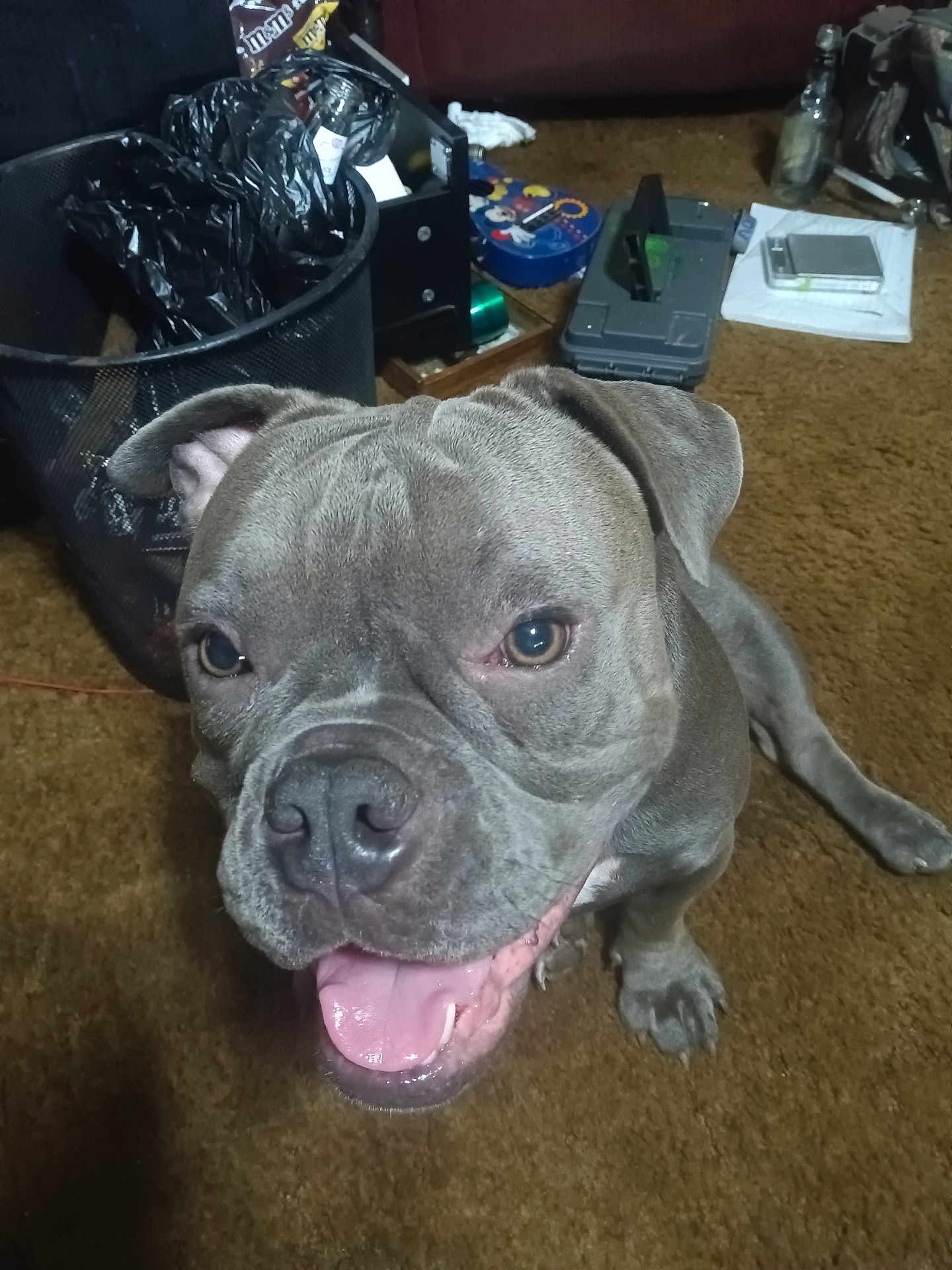 Sassafras Sassy joined the competition — help win amazing prizes! dog, gray_dog, carpet, indoor, pet, tongue_out, happy, wrinkles, mickey_mouse_tin, trash_bin, household_items, brown_carpet, close_up, friendly, canine, floor, sitting, animal, domestic, companion
