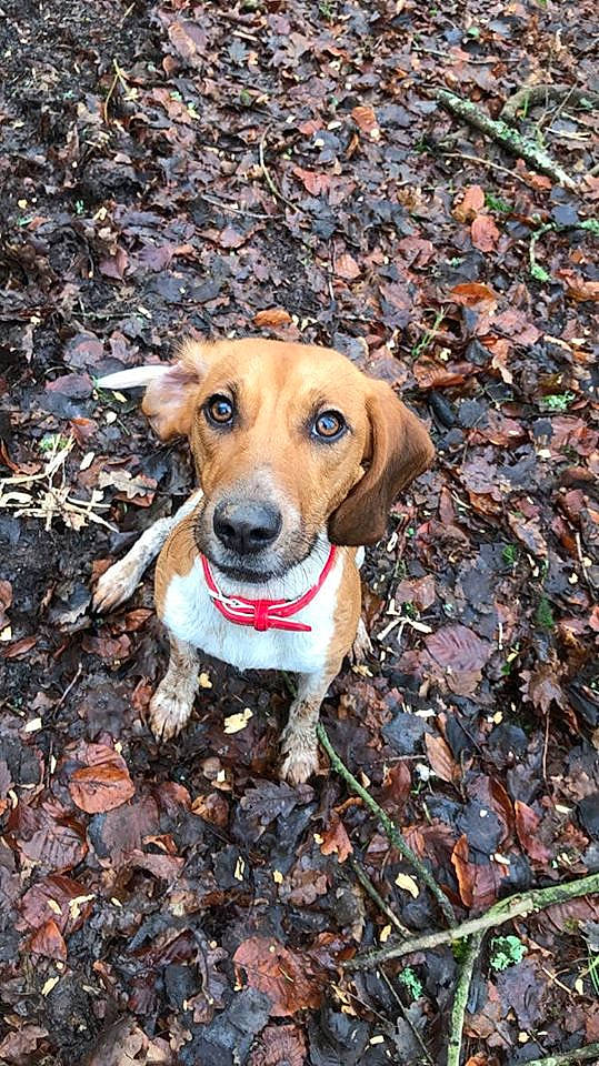 Nala participe au concours pour gagner de l'argent avec cette photo : beagle, canidae, carnivore, companion_dog, dog, dog_breed, estonian_hound, fawn, hound, hunting_dog, mammal, mountain_cur, rare_breed_dog, snout