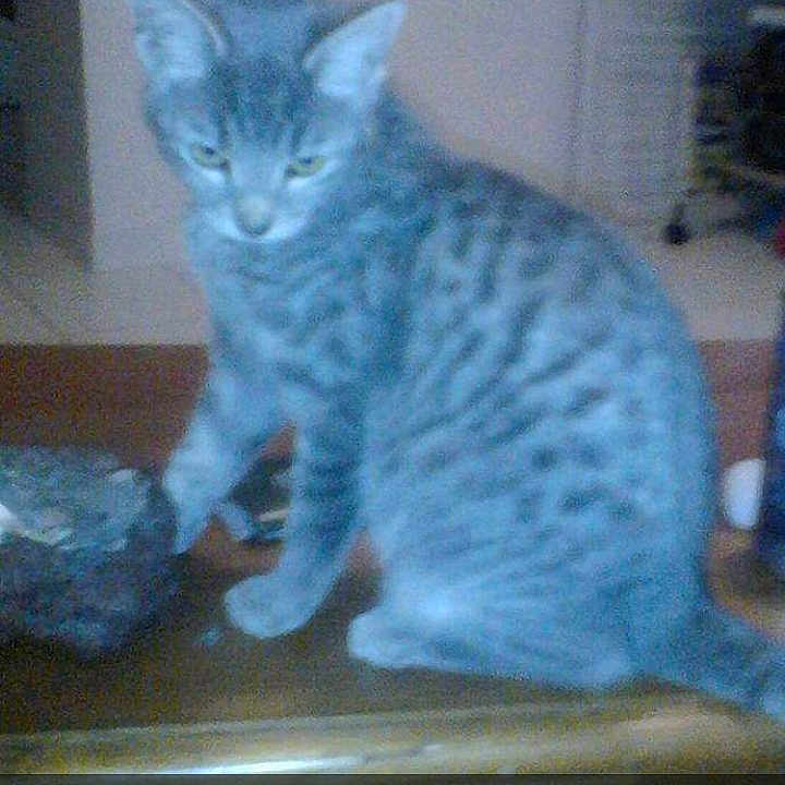 Sourimi Bb