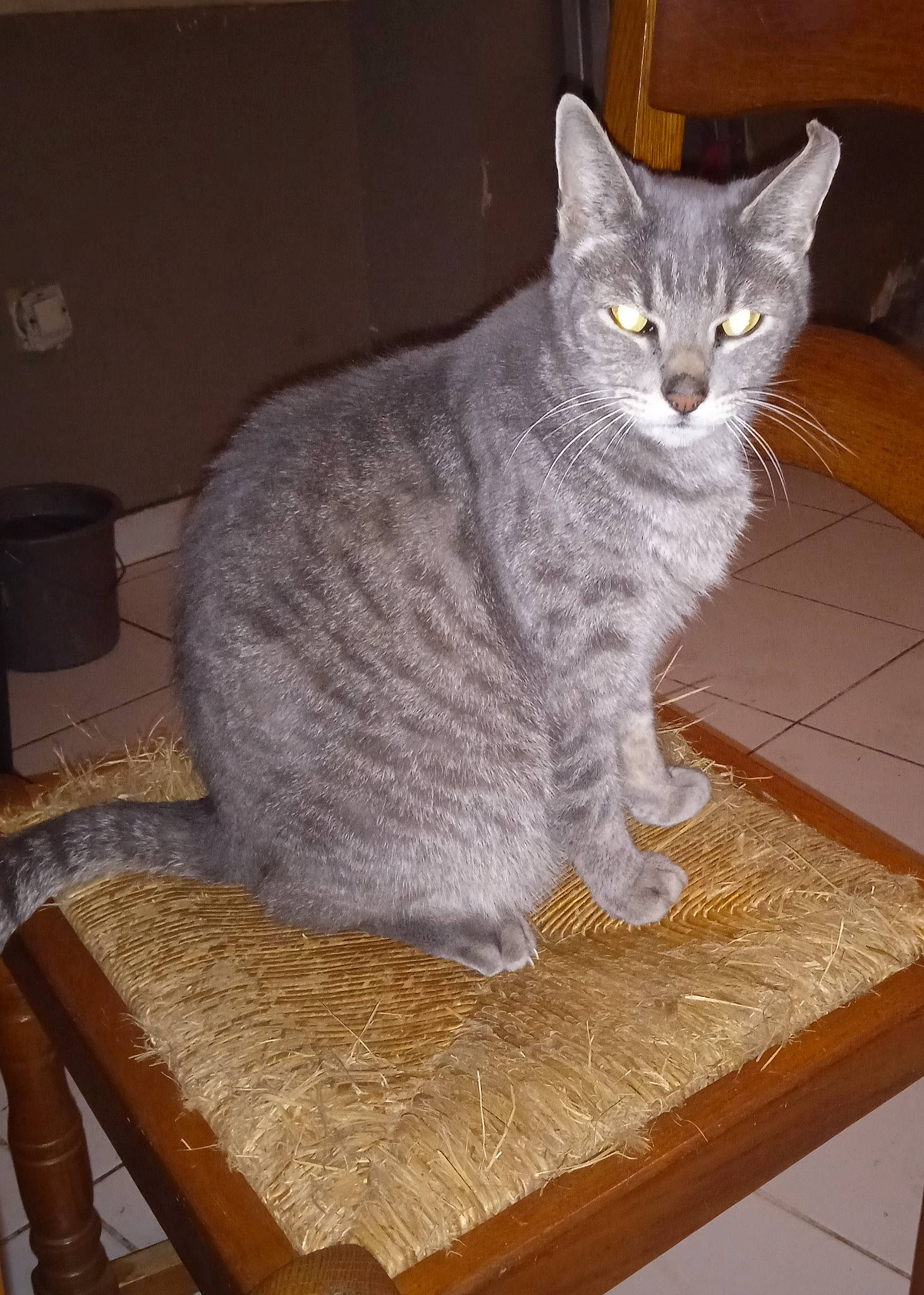 Sourimi Bb participe au concours pour gagner de l'argent avec cette photo : art, carnivore, cat, cat_supply, domestic_short_haired_cat, felidae, flooring, fur, grey, hardwood, rectangle, russian_blue, sitting, small_to_medium_sized_cats, snout, tail, whiskers, window, wood