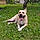 Titou