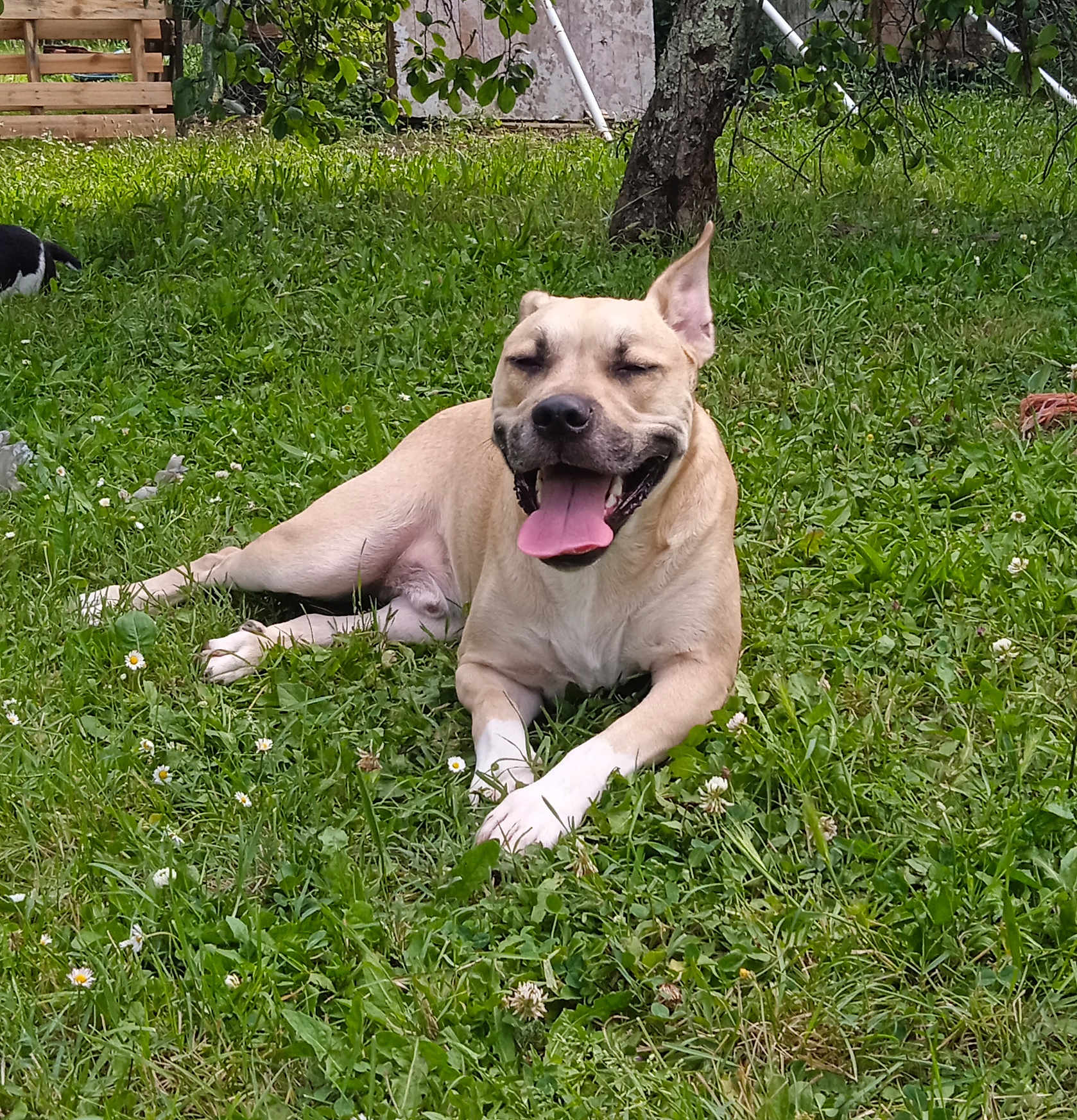 Titou