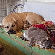 Titou a rejoint le concours — aidez-le/la à gagner de superbes lots ! bed, blanket, canine, cat, comfort, companion, cozy, crate, dog, feline, gray_cat, home, indoor, nap, pet, quiet, relaxation, resting, sleeping, tan_dog