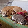 bed, blanket, canine, cat, comfort, companion, cozy, crate, dog, feline, gray_cat, home, indoor, nap, pet, quiet, relaxation, resting, sleeping, tan_dog
