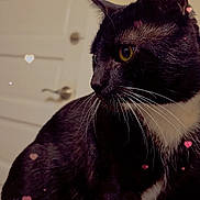 Blacky is registered to the contest to win money with this photo: cat, black_and_white, whiskers, yellow_eyes, indoor, door, pets, feline, animal, cute, heart_shapes, love, close_up, portrait, sitting, domestic_cat, fur, attention, background, soft_light