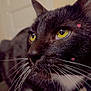 Blacky joined the competition — help win amazing prizes! cat, black_cat, yellow_eyes, whiskers, close_up, pet, indoor, heart_overlay, cute, feline, animal, domestic_cat, portrait, soft_lighting, focus_on_face, black_and_white_fur, whiskers_visible, curious, close_range, background_blur