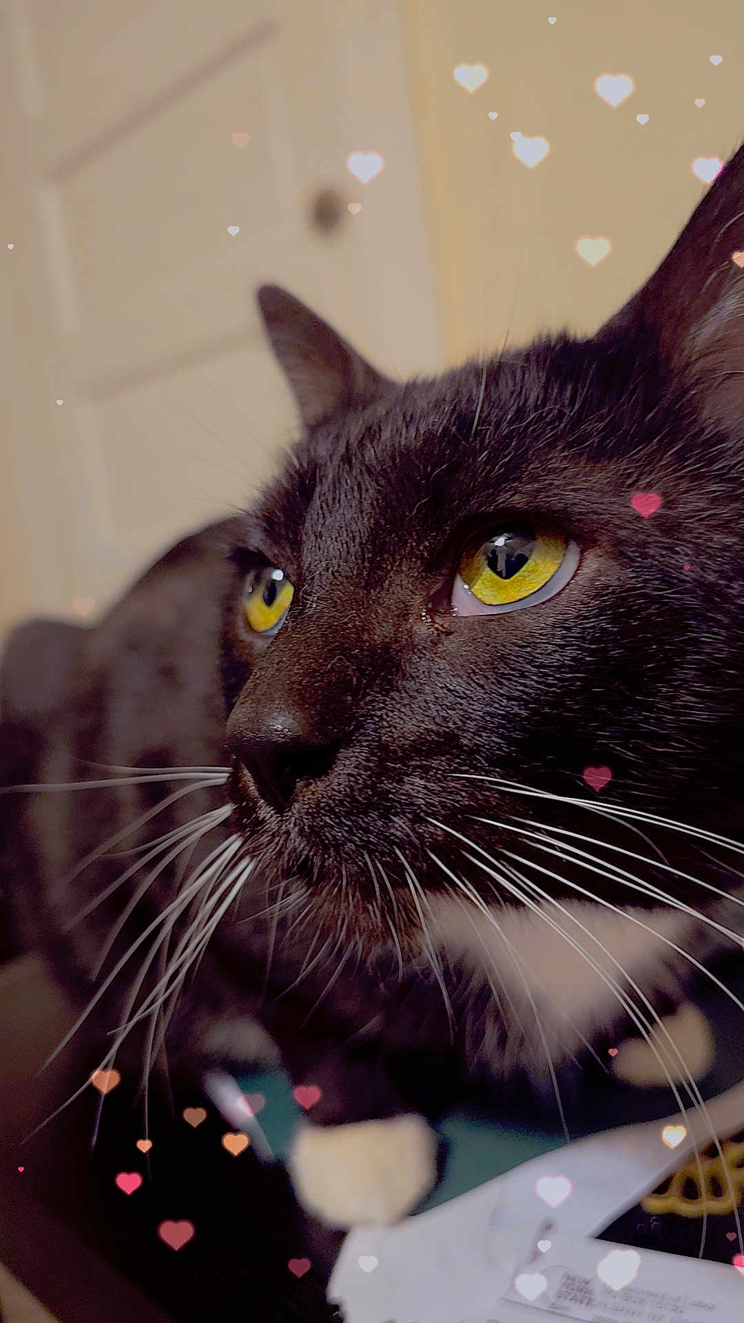 Blacky joined the competition — help win amazing prizes! cat, black_cat, yellow_eyes, whiskers, close_up, pet, indoor, heart_overlay, cute, feline, animal, domestic_cat, portrait, soft_lighting, focus_on_face, black_and_white_fur, whiskers_visible, curious, close_range, background_blur