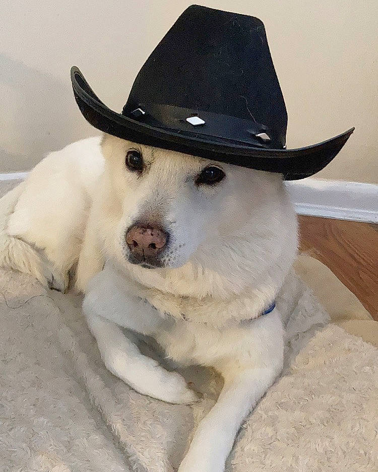 Molly is registered to the contest to win money with this photo: canidae, cap, carnivore, companion_dog, costume_hat, cowboy_hat, dog, dog_breed, fashion_accessory, fedora, fur, hat, non_sporting_group, snout, sporting_group, sun_hat, working_animal