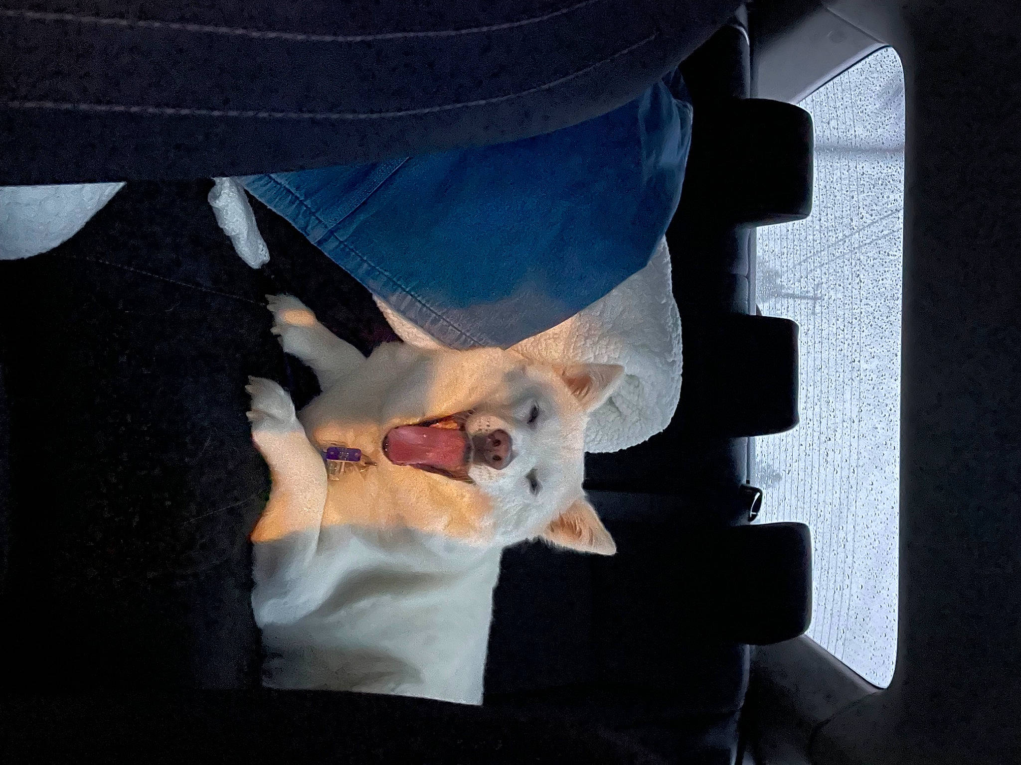 Molly is registered to the contest to win money with this photo: canidae, carnivore, comfort, companion_dog, dog_breed, elbow, fawn, felidae, foot, fur, gesture, human_leg, linens, room, small_to_medium_sized_cats, sporting_group, tail, tints_and_shades, whiskers, wrist