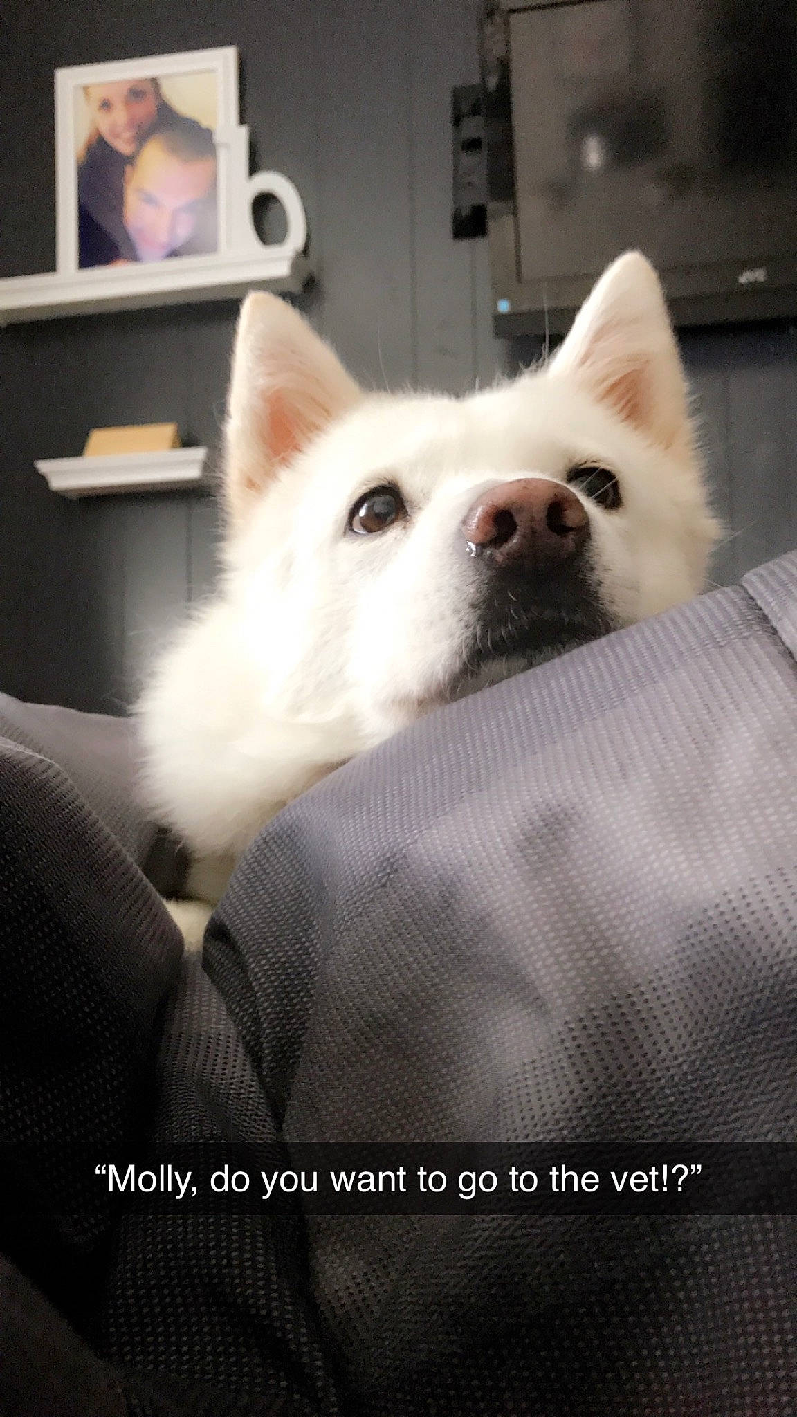 Molly joined the competition — help win amazing prizes! canidae, carnivore, comfort, companion_dog, computer_monitor, dog, dog_breed, fawn, fur, non_sporting_group, picture_frame, snout, spitz, sporting_group, television, terrestrial_animal, whiskers, working_animal