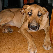 Isis participe au concours pour gagner de l'argent avec cette photo :