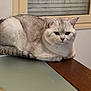 Ange a rejoint le concours — aidez-le/la à gagner de superbes lots ! animal, blinds, calm, cat, domestic_animal, ears, eyes, face, fur, glass_top, gray_cat, indoor, pet, resting, side_view, sitting, table, whiskers, window, wooden_table