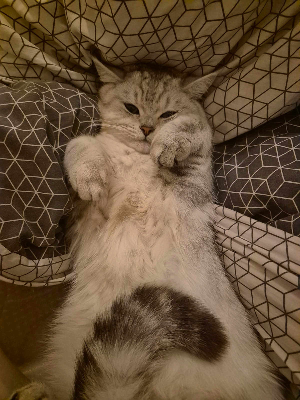 Ange participe au concours pour gagner de l'argent avec cette photo : cat, fluffy, sleepy, cozy, bed, paw, fur, patterned_sheet, relaxation, cute, pet, animal, whiskers, indoor, resting, tabby, tail, face, lying_down, soft