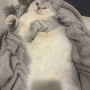 Ange a rejoint le concours — aidez-le/la à gagner de superbes lots ! cat, feline, pet, animal, gray, white, blanket, soft, fluffy, relaxed, lying_down, cozy, cute, indoor, paw, face, fur, winking, resting, sleepy