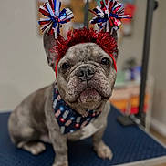 Earle is registered to the contest to win money with this photo: animal, bandana, blue, blurred_background, cute, dog, domestic_animal, ears, expression, festive, french_bulldog, grooming_table, headband, indoor, pet, pom_poms, portrait, red, sitting, white