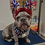 animal, bandana, blue, blurred_background, cute, dog, domestic_animal, ears, expression, festive, french_bulldog, grooming_table, headband, indoor, pet, pom_poms, portrait, red, sitting, white