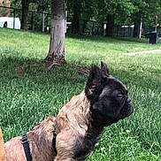 Teddi is registered to the contest to win money with this photo: animal, backyard, bulldog, canine, car, dog, frenchbulldog, grass, grove, land, lawn, nature, outdoors, park, pet, plant, tree, vegetation, woodland, yard