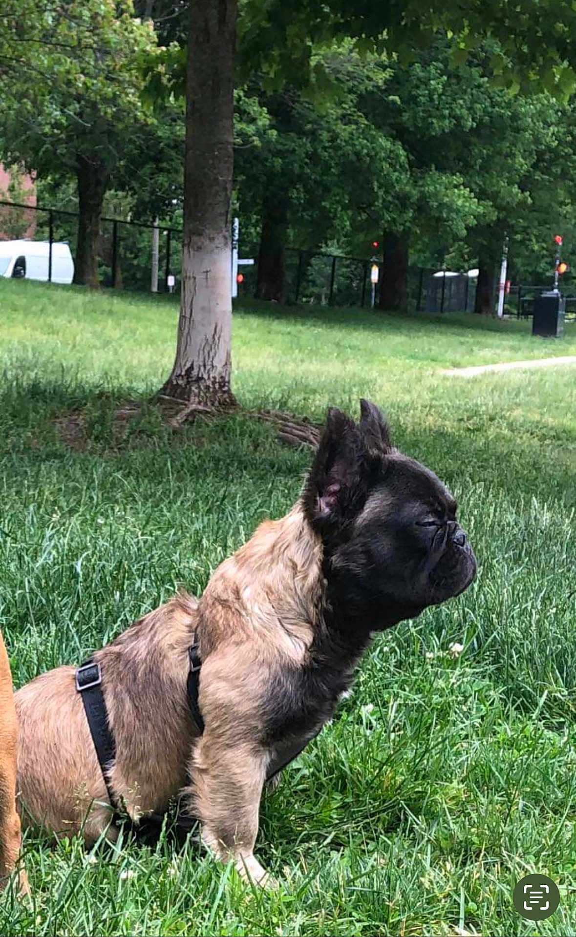 Teddi is registered to the contest to win money with this photo: animal, backyard, bulldog, canine, car, dog, frenchbulldog, grass, grove, land, lawn, nature, outdoors, park, pet, plant, tree, vegetation, woodland, yard