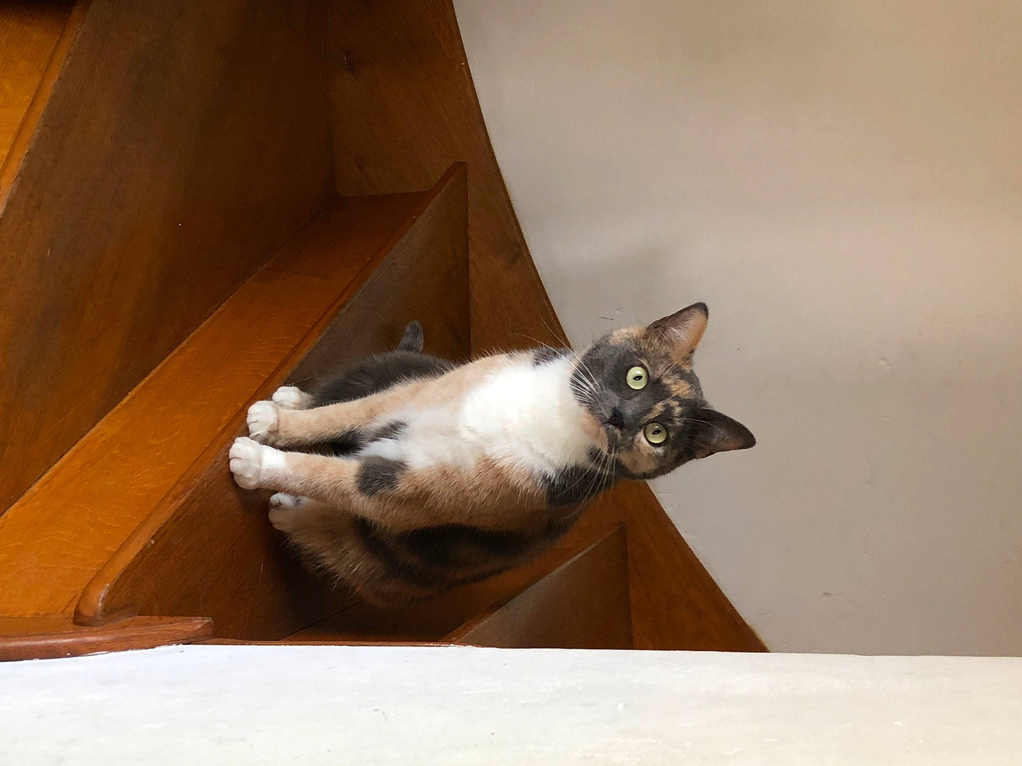 Polka participe au concours pour gagner de l'argent avec cette photo : box, cardboard, carnivore, cat, comfort, domestic_short_haired_cat, door, felidae, flooring, fur, hardwood, paw, plywood, room, small_to_medium_sized_cats, snout, tail, whiskers, window, wood