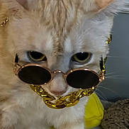 Kira participe au concours pour gagner de l'argent avec cette photo : cat, sunglasses, gold_chain, pet, feline, close_up, indoor, cute, fashion, accessory, animal, whiskers, light_brown, yellow_eyes, portrait, domestic_cat, stylish, funny, mischievous, young_cat