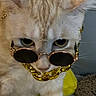 cat, sunglasses, gold_chain, pet, feline, close_up, indoor, cute, fashion, accessory, animal, whiskers, light_brown, yellow_eyes, portrait, domestic_cat, stylish, funny, mischievous, young_cat