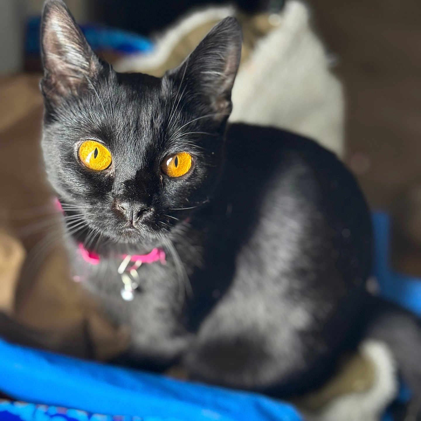 Lady is registered to the contest to win money with this photo: abyssinian, accessories, animal, blackcat, blanket, cat, collar, kitten, leash, manx, pet, quilt, siamese, strap