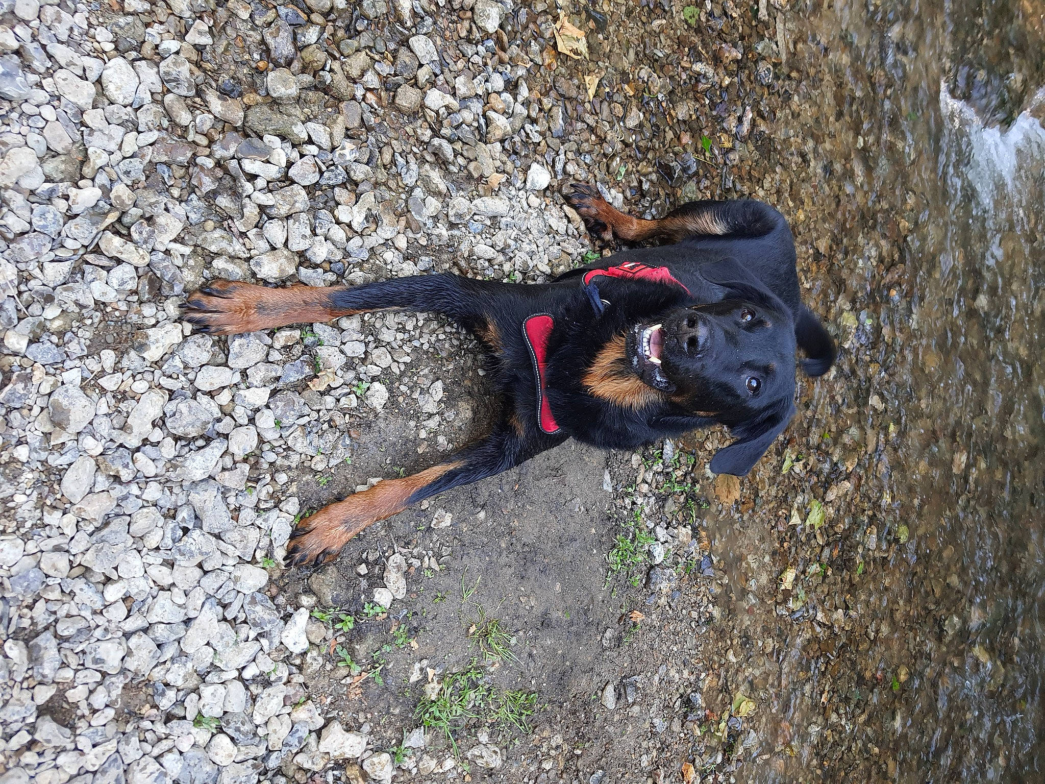 Idrysse a rejoint le concours — aidez-le/la à gagner de superbes lots ! adventure, beauceron, black_and_tan_coonhound, canidae, carnivore, dog, dog_breed, hunting_dog, sporting_group