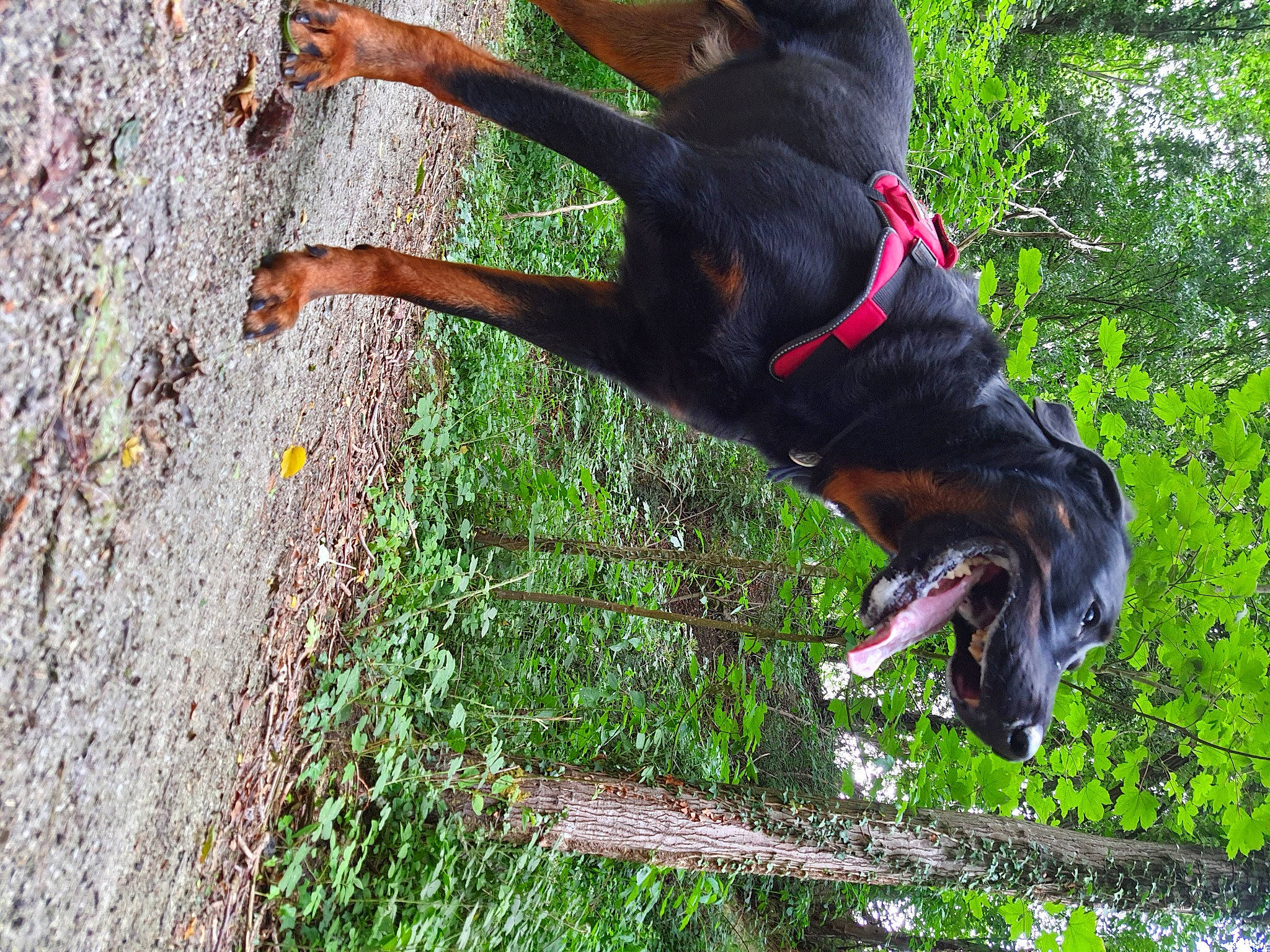 Idrysse participe au concours pour gagner de l'argent avec cette photo : beauceron, black_and_tan_coonhound, canidae, carnivore, dobermann, dog, dog_breed, guard_dog, hunting_dog, polish_hunting_dog, sporting_group, tail, working_dog