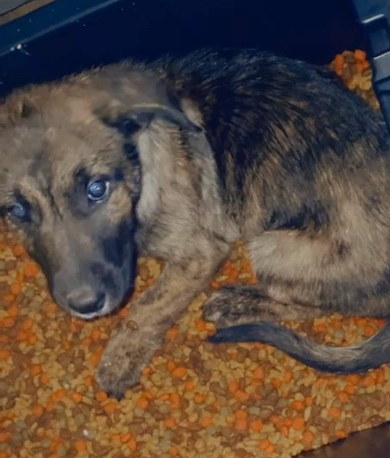 Rocky Jr is registered to the contest to win money with this photo: carnivore, companion_dog, dog, dog_breed, fawn, fur, paw, sporting_group, terrestrial_animal, working_animal, working_dog