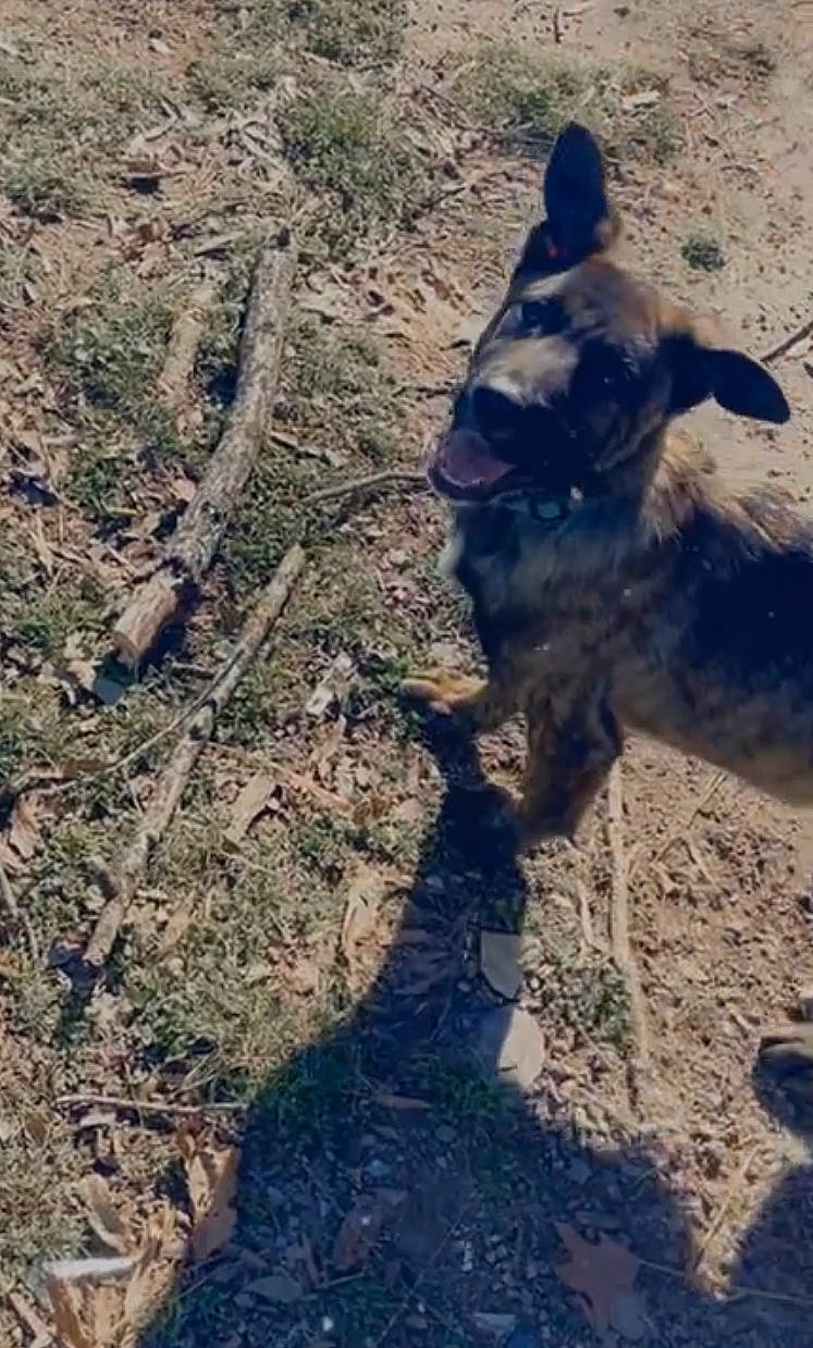 Rocky Jr joined the competition — help win amazing prizes! canidae, carnivore, companion_dog, dog, dog_breed, electric_blue, fawn, grass, landscape, livestock, plant, shadow, snout, soil, sporting_group, suidae, tail, terrestrial_animal, wildlife, working_animal