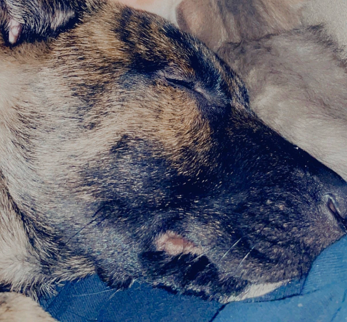 Rocky Jr joined the competition — help win amazing prizes! carnivore, cloud, dog, dog_breed, electric_blue, eye, fawn, felidae, fur, hair, head, human_body, nap, paw, snout, sporting_group, terrestrial_animal, whiskers, wildlife, window