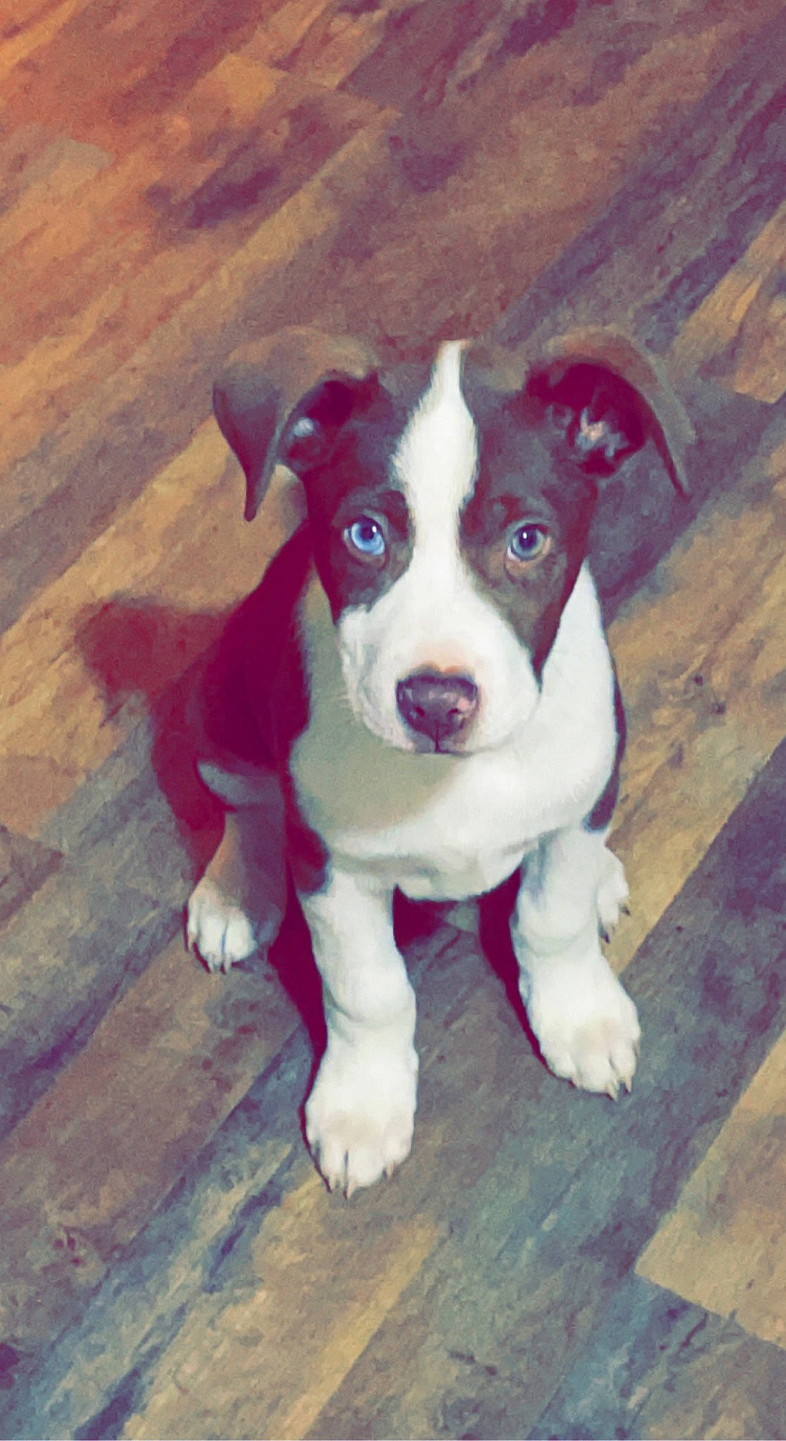 Hoss joined the competition — help win amazing prizes! canidae, carnivore, collar, companion_dog, dog, dog_breed, dog_collar, fawn, flooring, fur, hardwood, non_sporting_group, puppy, puppy_love, sporting_group, tail, whiskers, wood, working_animal, working_dog