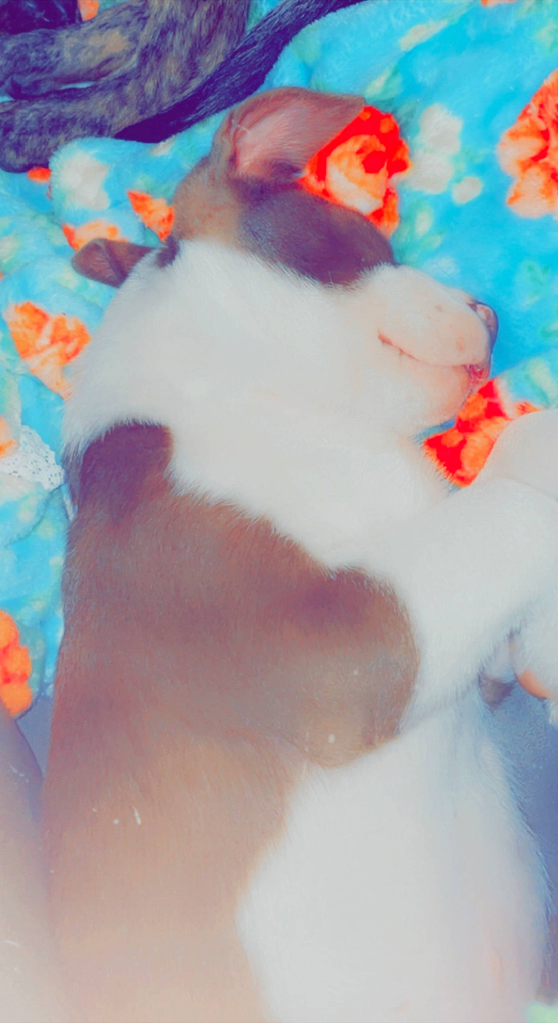 Hoss joined the competition — help win amazing prizes! art, carmine, felidae, foot, fur, gesture, human_leg, orange, paint, painting, pattern, paw, peach, petal, pink, snout, tail, visual_arts, watercolor_paint, whiskers