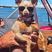 Bristol is registered to the contest to win money with this photo: dog, sunglasses, boat, water, lake, sky, person, hand, summer, sunlight, outdoor, pet, animal, collar, brown_dog, relaxation, vacation, nature, leisure, portrait