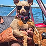 dog, sunglasses, boat, water, lake, sky, person, hand, summer, sunlight, outdoor, pet, animal, collar, brown_dog, relaxation, vacation, nature, leisure, portrait