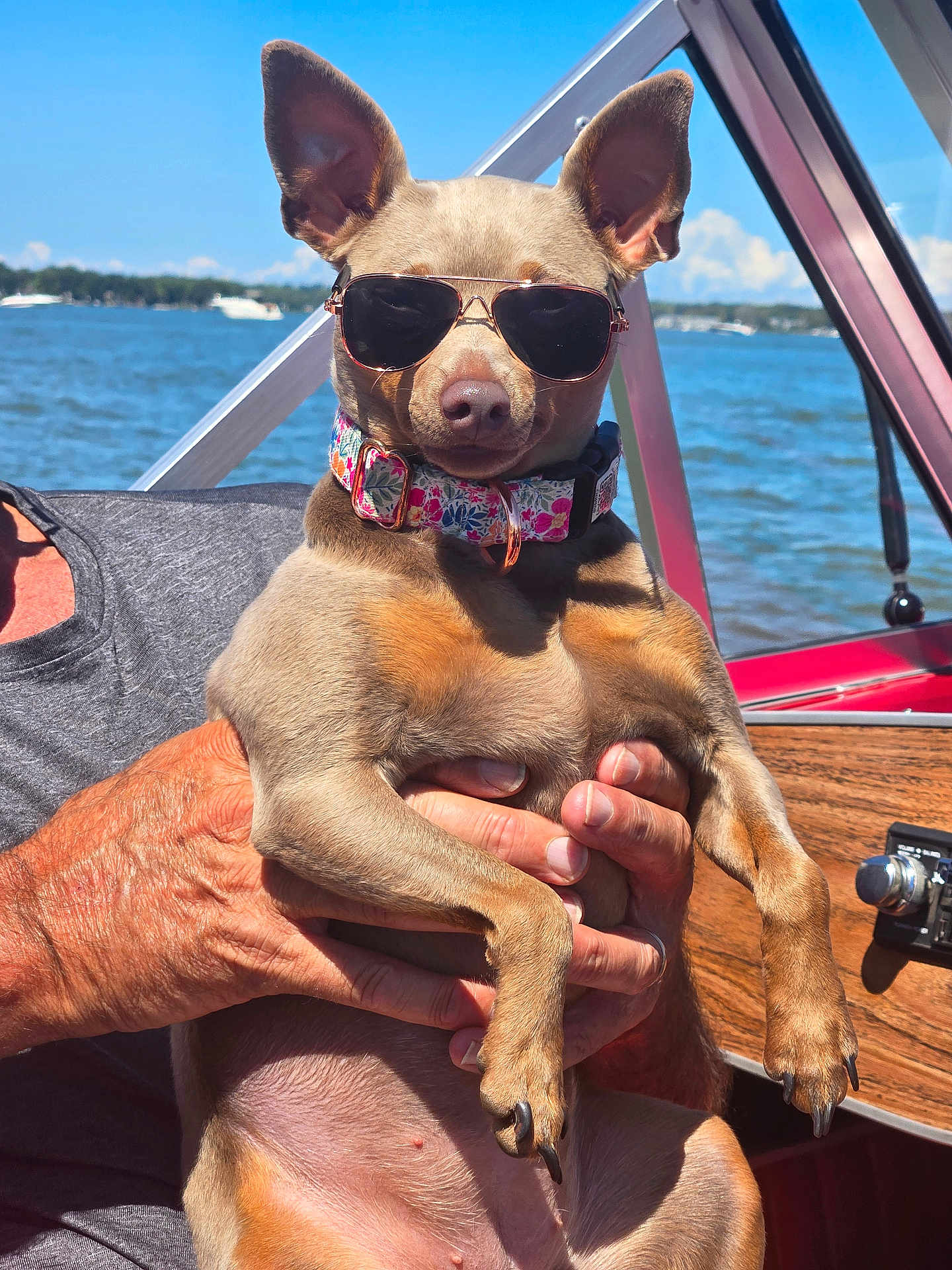 Bristol is registered to the contest to win money with this photo: dog, sunglasses, boat, water, lake, sky, person, hand, summer, sunlight, outdoor, pet, animal, collar, brown_dog, relaxation, vacation, nature, leisure, portrait