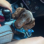Hennessy Lee joined the competition — help win amazing prizes! dog, service_dog, car_interior, gear_shift, person, hand, legs, blue_harness, brown_dog, seat, console, casual, pet, animal, vehicle, dashboard, closeup, indoor, resting, candid
