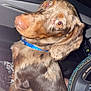 dog, dachshund, pet, animal, car_interior, collar, blue_collar, leopard_print, blanket, steering_wheel, bejeweled, flash, fur, spotted_fur, close_up, portrait, looking_back, seat, indoor, night