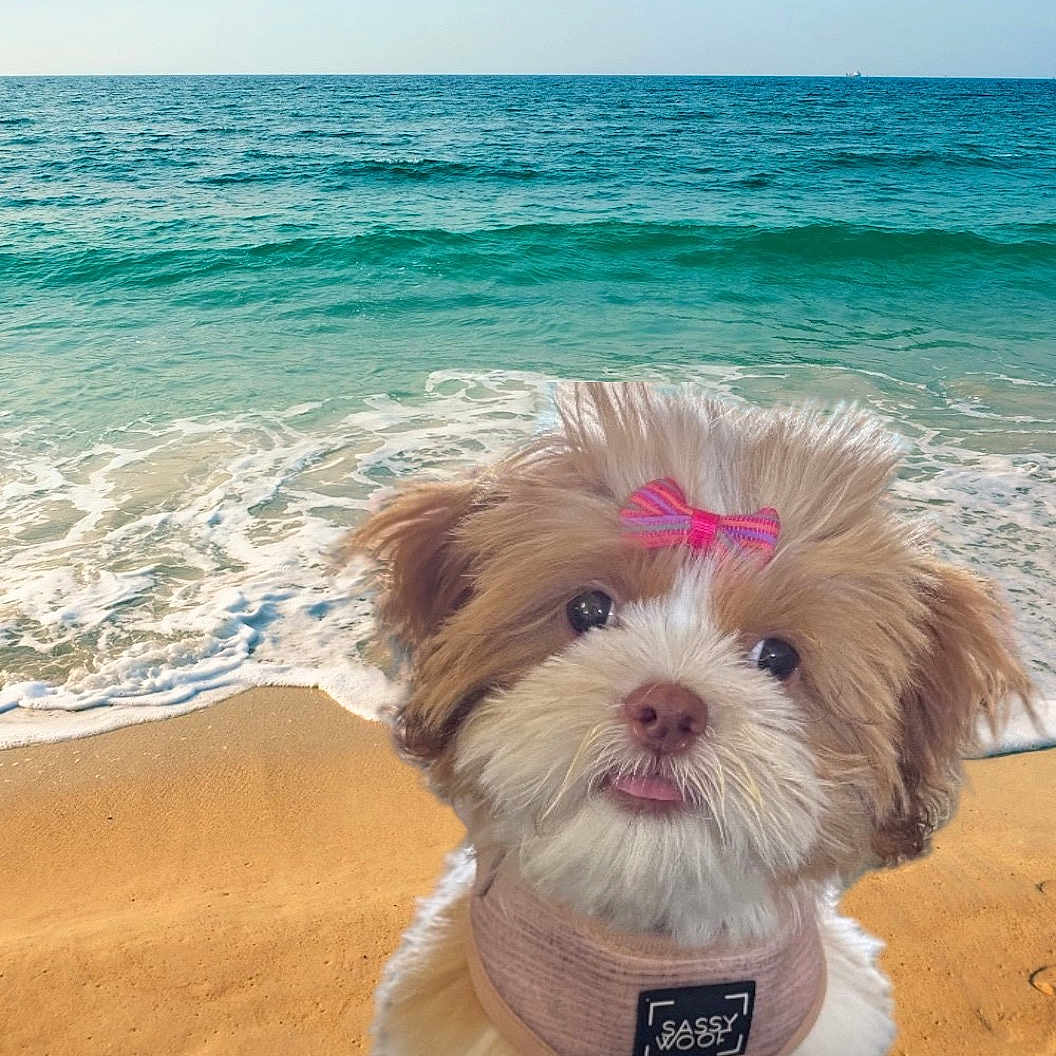 Nashville joined the competition — help win amazing prizes! animal, beach, canine, cute, dog, fluffy, harness, nature, ocean, outdoor, pet, pink_bow, playful, sand, sea, sky, summer, sunny, water, waves