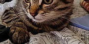Milo is registered to the contest to win money with this photo: cat, kitten, tabby, animal, pet, indoor, fabric, pattern, bedspread, whiskers, ears, eyes, paw, closeup, feline, resting, curious, shelf, household, cozy