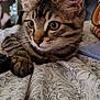 cat, kitten, tabby, animal, pet, indoor, fabric, pattern, bedspread, whiskers, ears, eyes, paw, closeup, feline, resting, curious, shelf, household, cozy