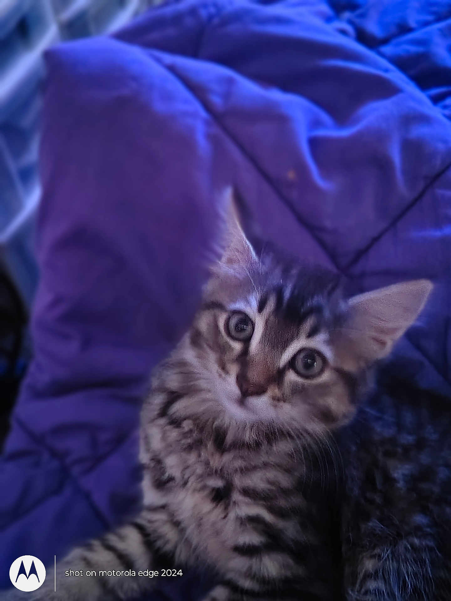 Milo