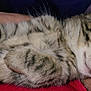 Milo joined the competition — help win amazing prizes! cat, kitten, sleeping, tabby, fur, paw, hand, arm, closeup, pet, animal, cute, cozy, resting, whiskers, soft, domestic, feline, peaceful, nap